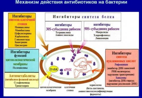 Механізм дії антибіотиків