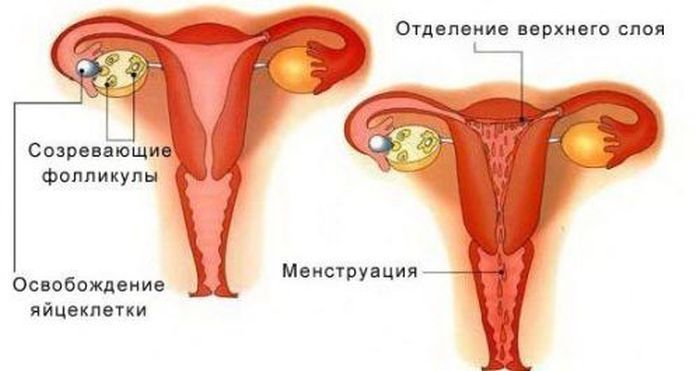 Сідлоподібна матка – специфіка атоміческіе особливості