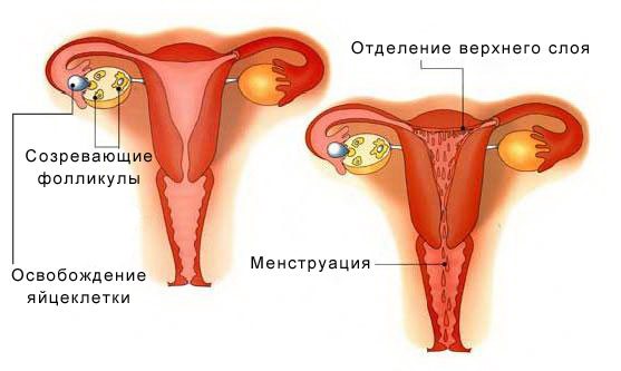 місячні