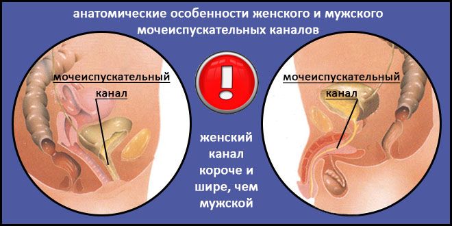 сечовипускальний канал