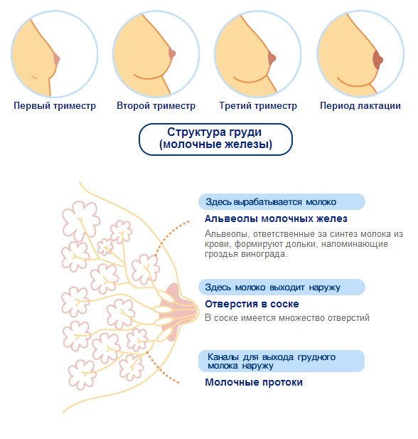 молочна залоза при вагітності