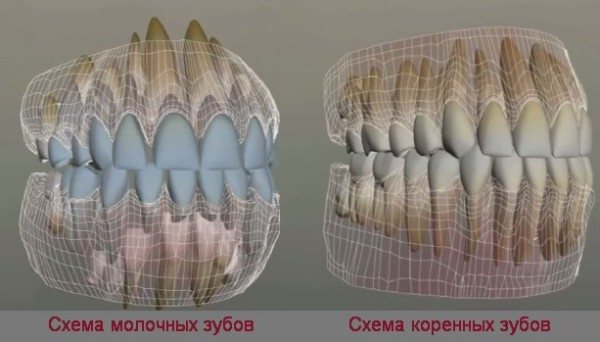 Молочні зуби у дорослих людей чому і що робити