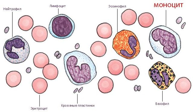 Моноцити норма у чоловіків за віком. Норма моноцитів в крові, функції та причини відхилень