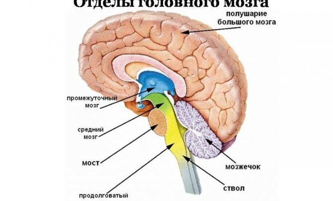 Головний мозок людини його будова і функції, кора великих півкуль (Таблиця)