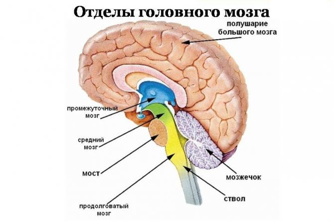 Головний мозок людини його будова і функції, кора великих півкуль (Таблиця)