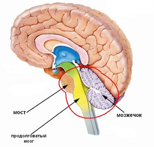 мозок