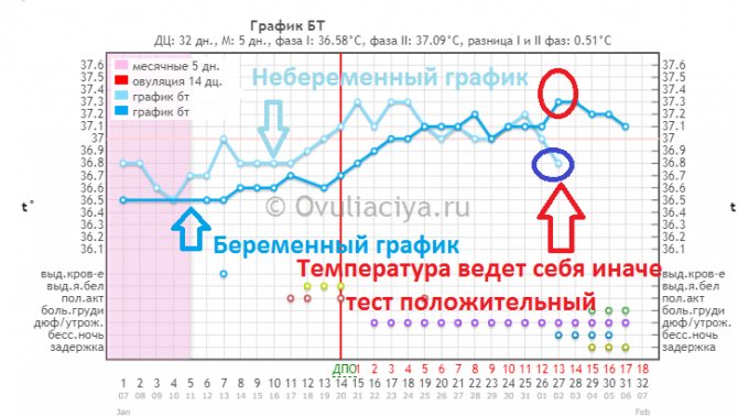 Накладення вагітного і небеременного графіка БТ - температура поводиться інакше - можна робити тест