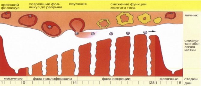 норма ендометрія для зачаття