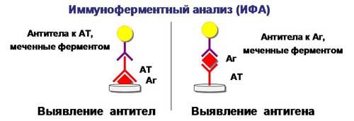 Що таке ІФА аналіз крові і чому це важливо для діагностики