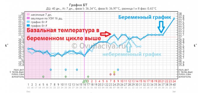 Визначення вагітності базальної температури.  Ознака 2 - середня БТ вище в вагітному циклі