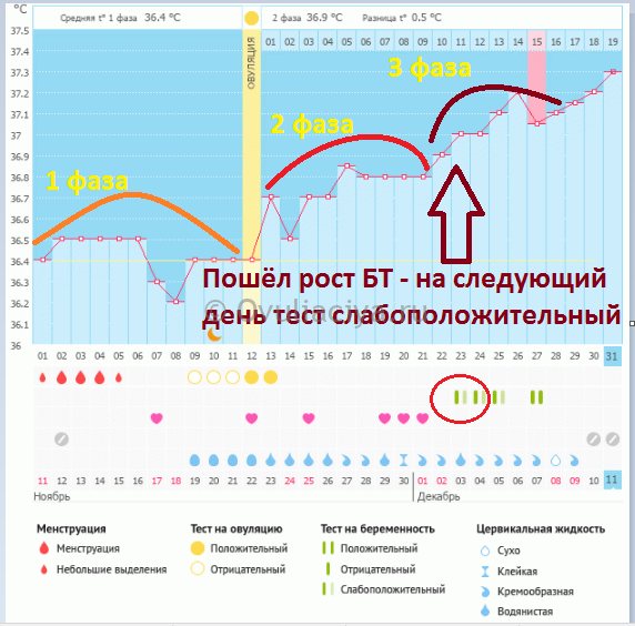 Визначення вагітності за графіком базальної температури - третя фаза в циклі