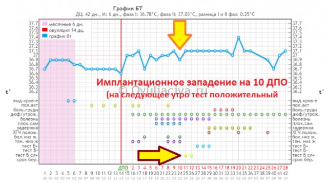 Визначення імплантації по базальної температури - показник різко падає на один день