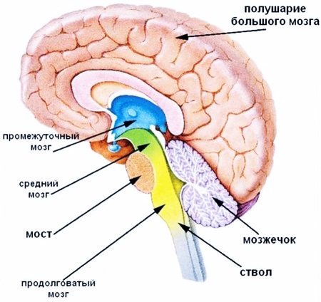 Основні відділу