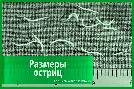 Гострики: симптоми зараження ентеробіоз, діагностика і лікування