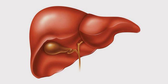 Печінка і жовчний міхур