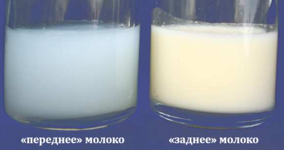 переднє і заднє молоко