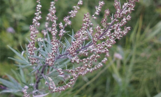 Гранулема шкіри – серйозна ознака проблем в організмі