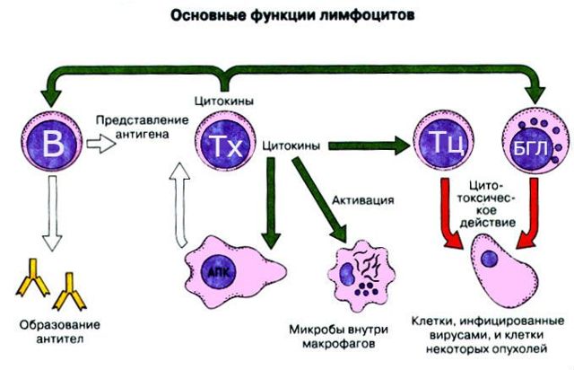 Знижені лімфоцити в крові: причини зниження в аналізі, що це значить у дорослих