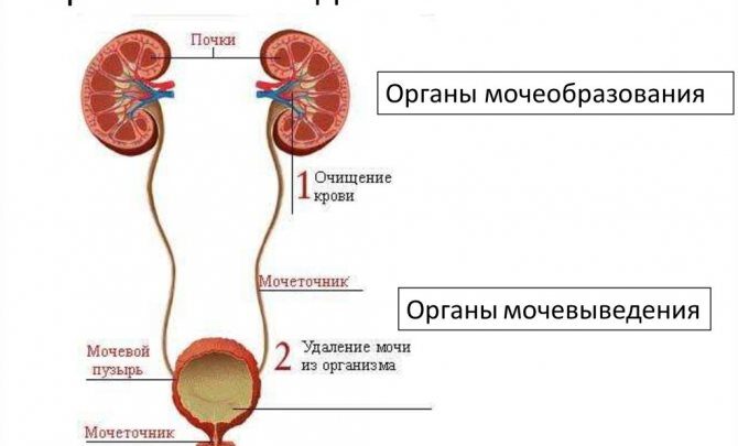 Якими способами лікувати нетримання сечі у жінок похилого віку