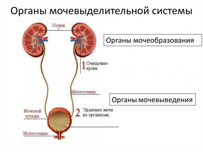 Сальник кишечника что такое