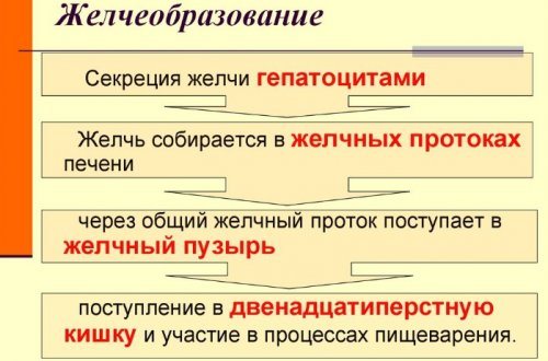 Процес желчеобразования в організмі