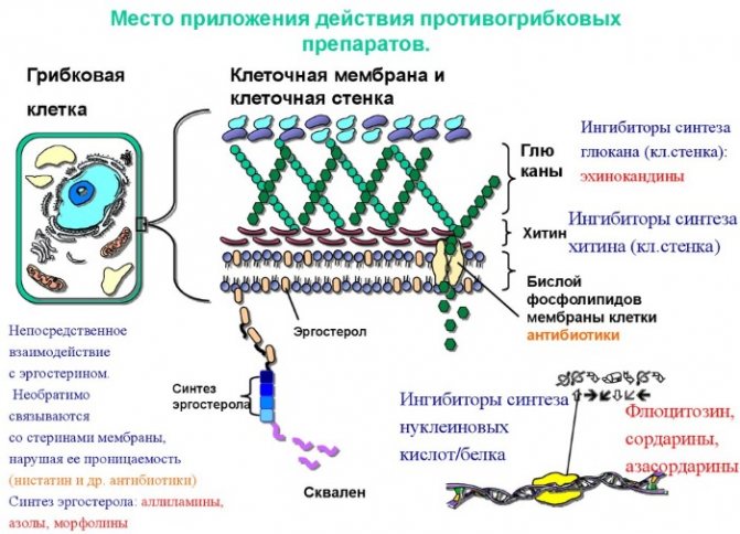 Протигрибкові препарати широкого спектра дії в таблетках.  Назви, ціни