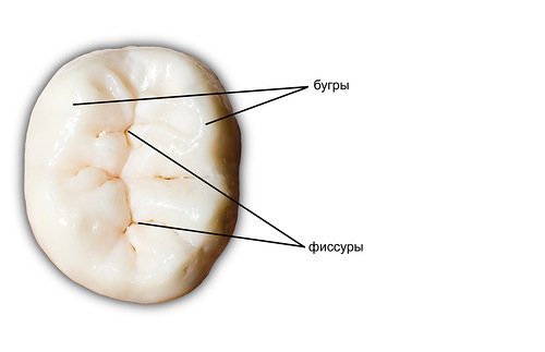 русинок горбів і фісур на поверхні жувального зуба