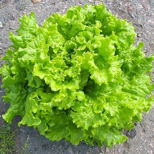 Екологічні вимоги для вирощування здорових рослин салату