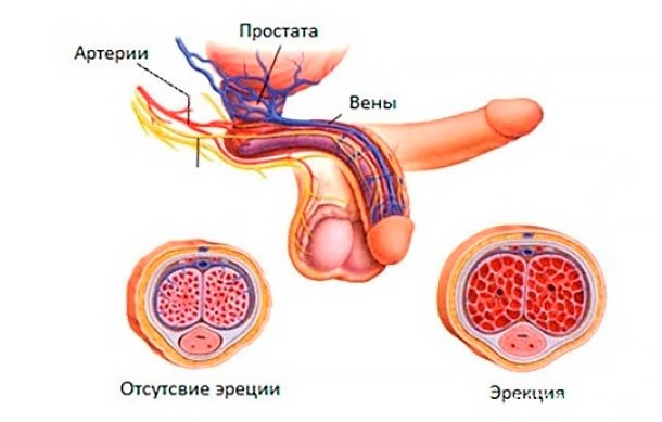 Схема статевих органів