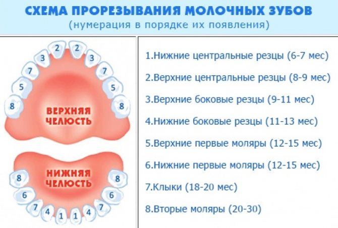 Схема прорізування зубів у дітей