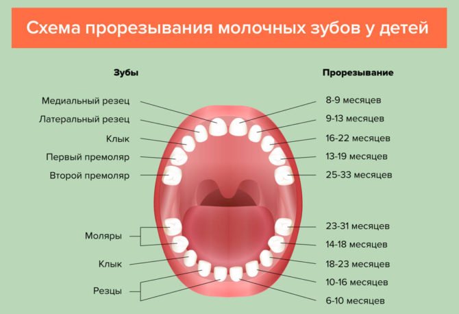 Схема прорізування молочних зубів у дітей