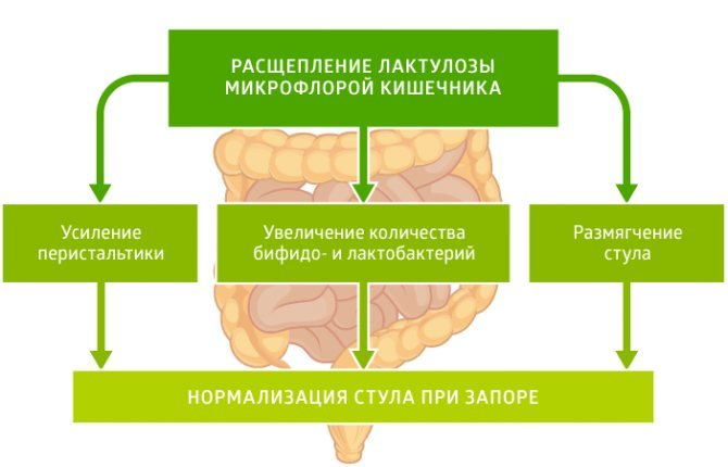 схема розщеплення лактулози