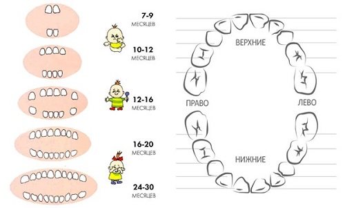 Схема зростання молочних зубів