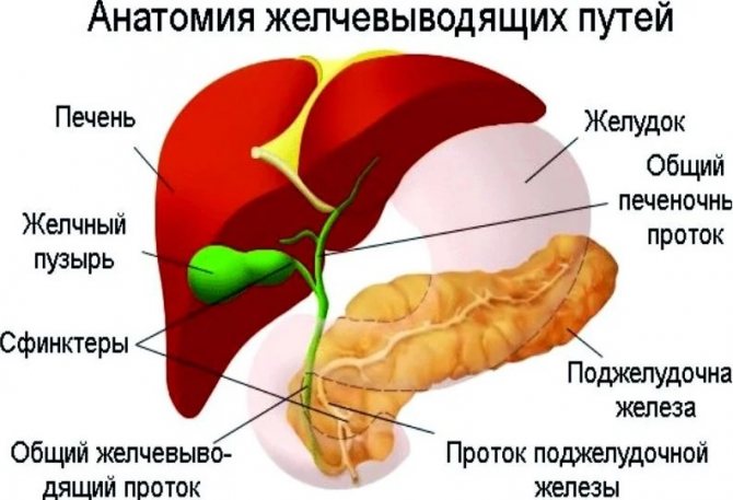 Схема будови травної системи