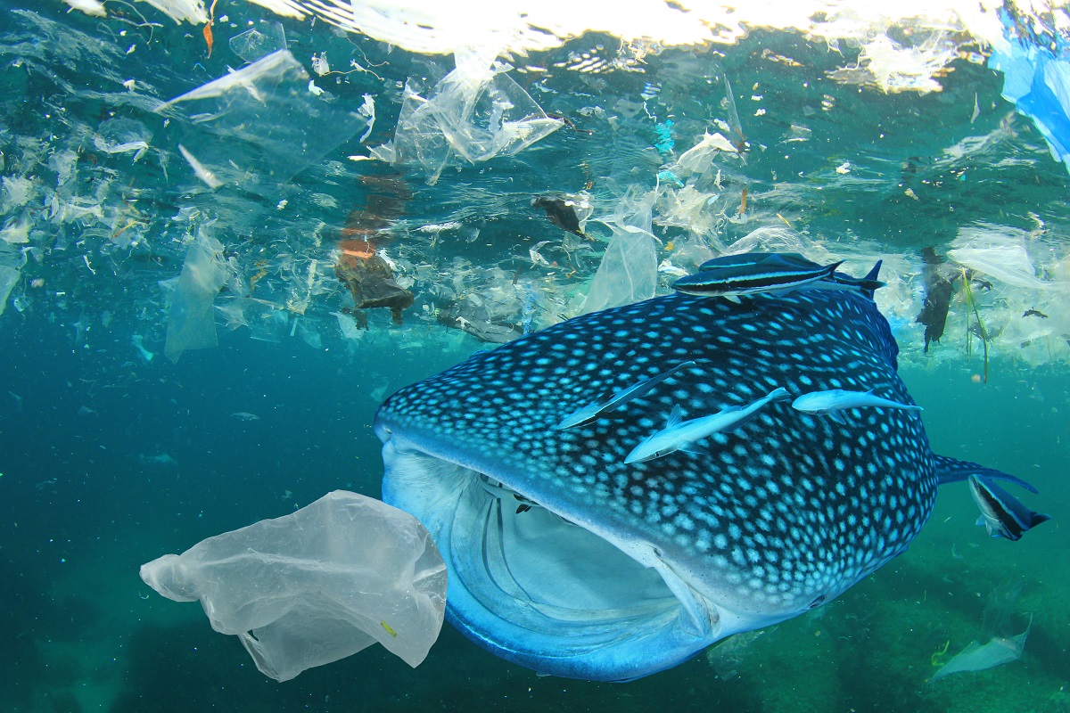 Пластик в океані, акула та пакет