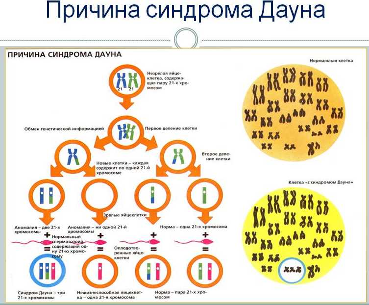 Хромосомная карта егэ