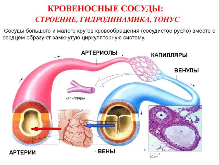 судини і артерії