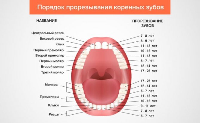 Терміни прорізування постійних зубів