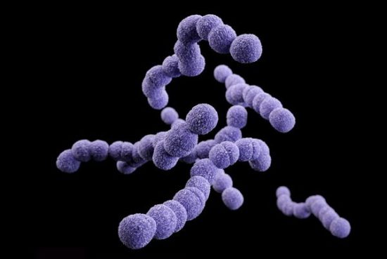 Стрептокок агалактия streptococcus agalactiae