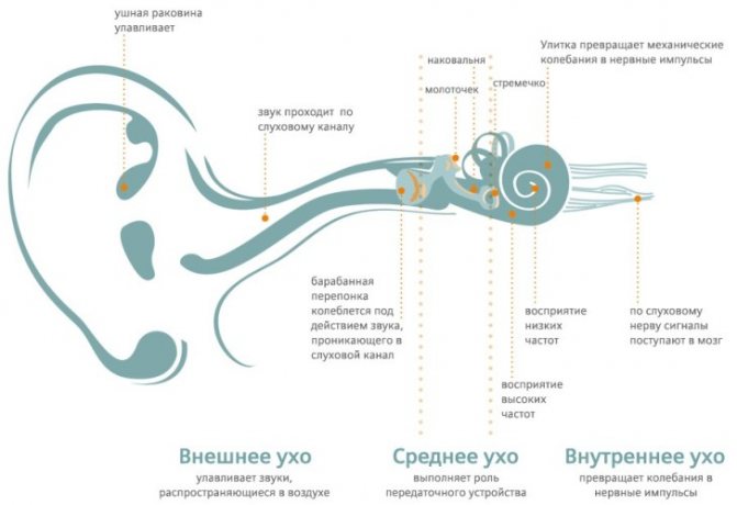 Будова людського вуха