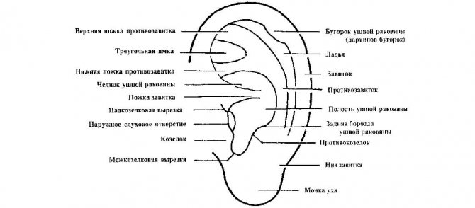 Будова вушної раковини