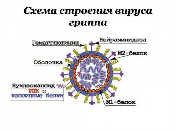 будова вірусу грипу