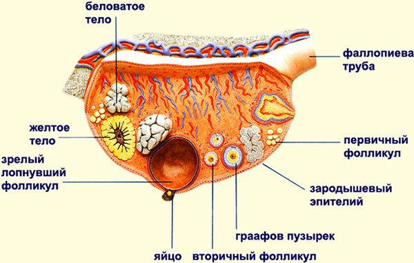 Стенки яичника