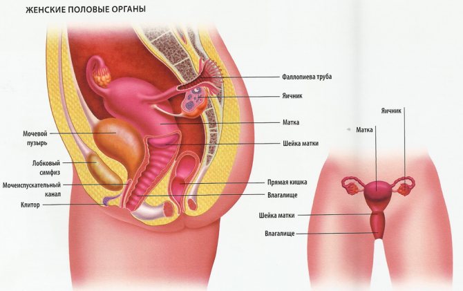 Будова жіночих статевих органів