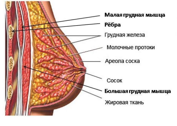 Причини відмінності розмірів ареол і способи їх корекції