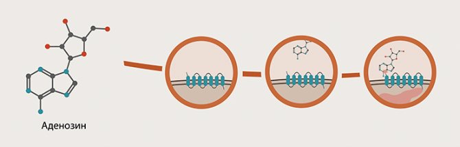 Структура аденозину і механізм його дії