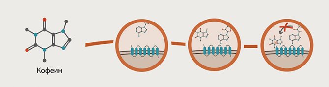 Структура кофеїну і механізм його дії