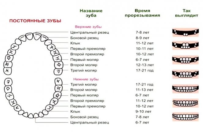 Таблиця нормальних зубів у людини