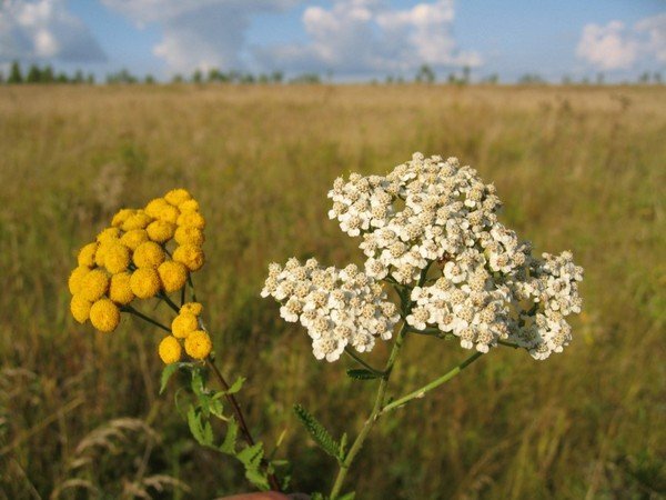 Деревій і пижмо при артриті