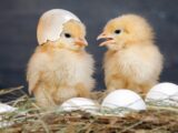 Цыпленок вылупляется с яйца